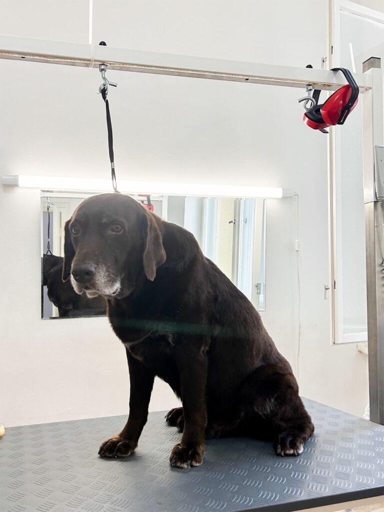 Hundesalon Wittenberg_0000_IMG_8292