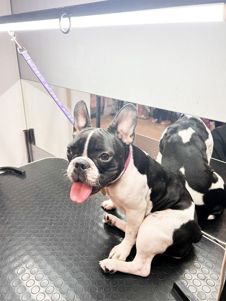 Hundesalon Wittenberg_0004_IMG_7852