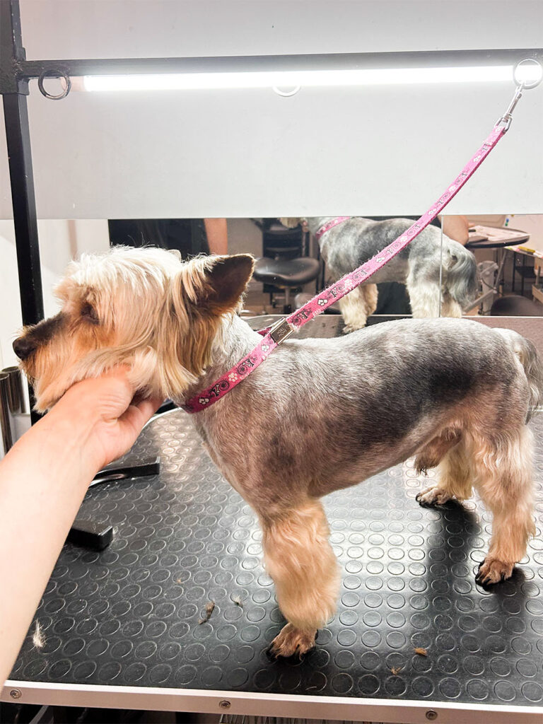Hundesalon Wittenberg_0008_IMG_7877