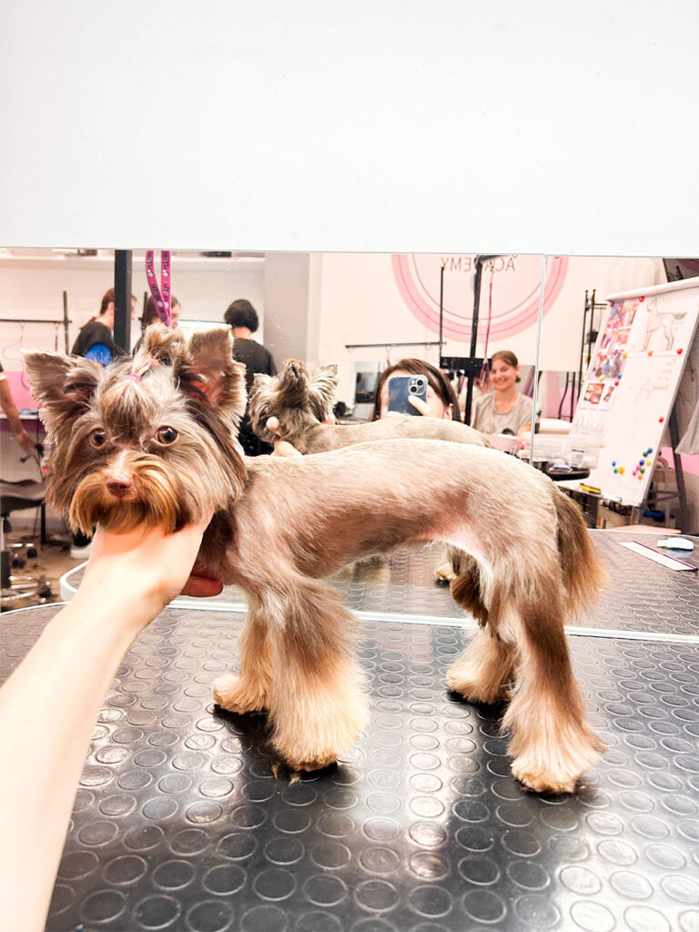 Hundesalon Wittenberg_0010_IMG_7897