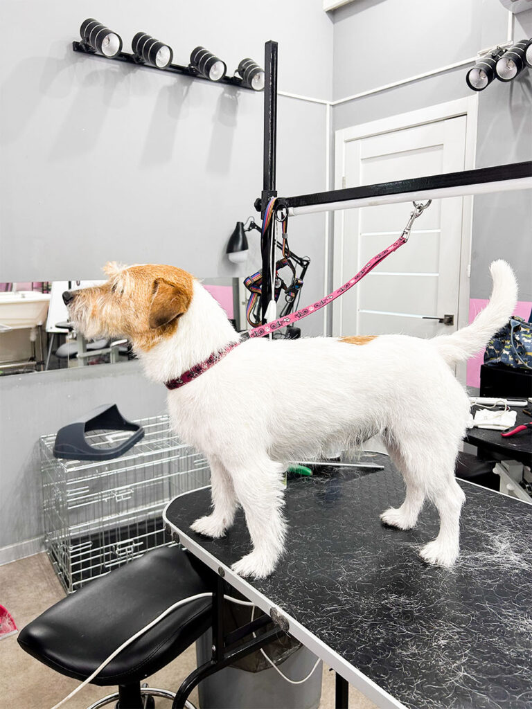 Hundesalon Wittenberg_0011_IMG_7902