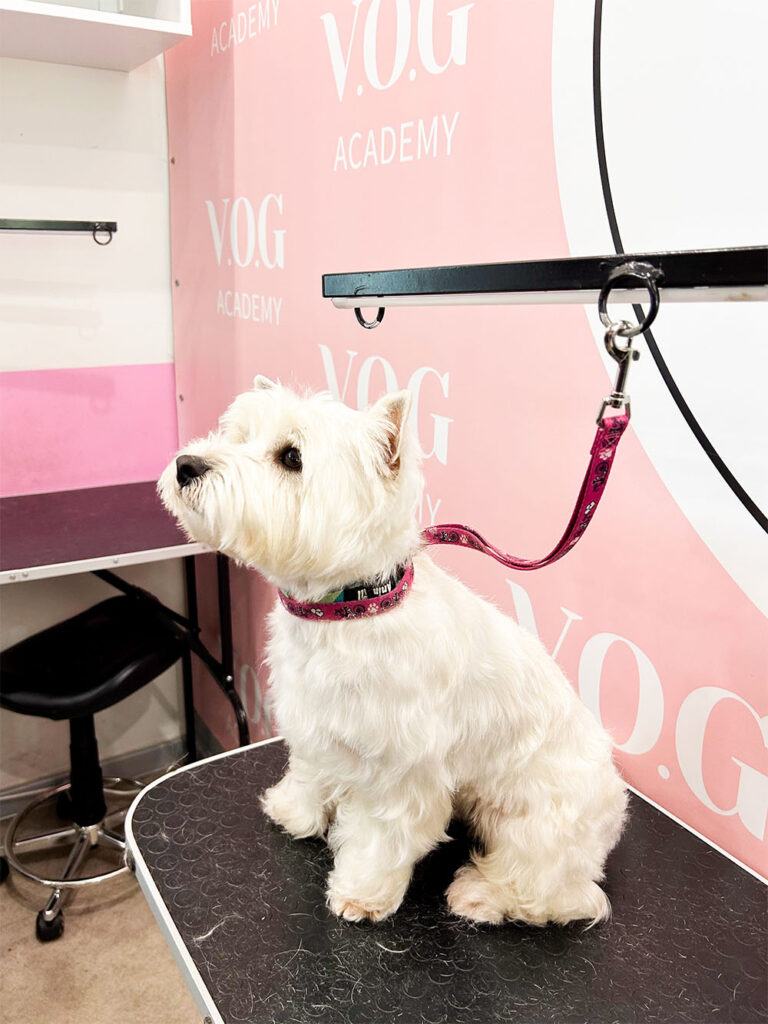 Hundesalon Wittenberg_0013_IMG_7938