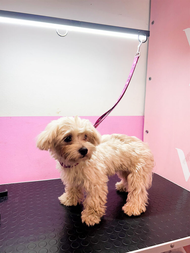 Hundesalon Wittenberg_0015_IMG_7970