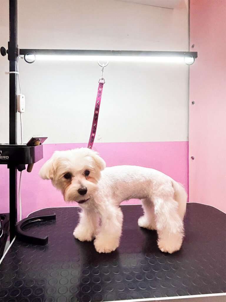 Hundesalon Wittenberg_0016_IMG_7979