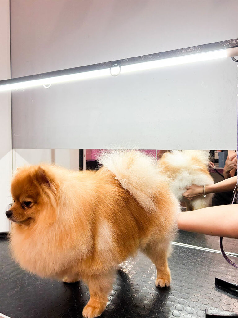 Hundesalon Wittenberg_0018_IMG_8075