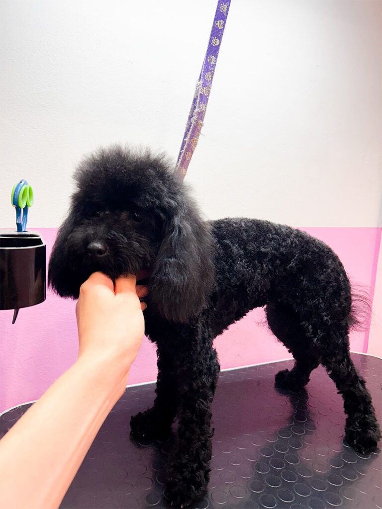 Hundesalon Wittenberg_0019_IMG_8086